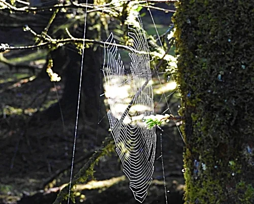 Spiderweb, Oregon Coast