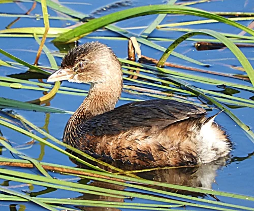 Grebe, Steigerwald Wildlife Refuge