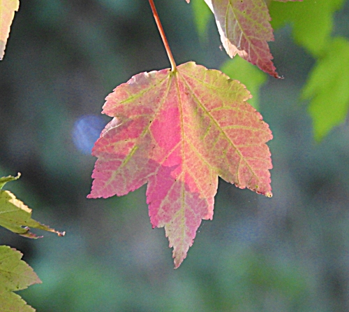 Maple Leaf, Wildlife Botanical Woods