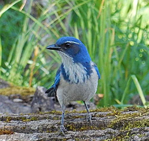 Scrub Jay, Steigerwald Wildlife Refuge