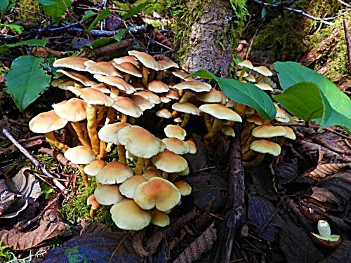 Mushrooms, Fallen Leaf Lake