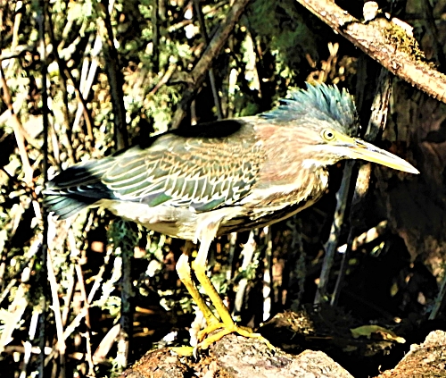 Green Heron, Ridgefield Wildlife Refuge
