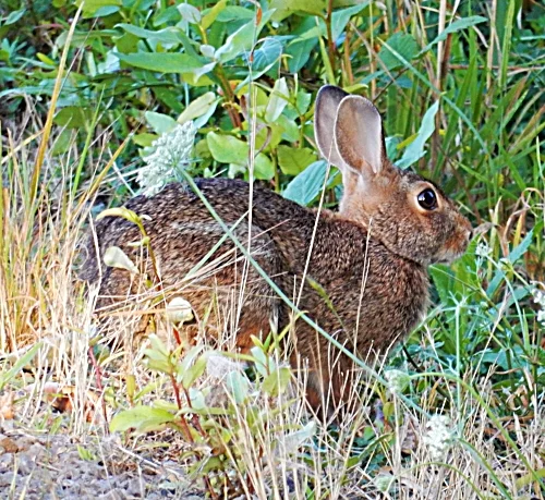 Rabbit, Steigerwald Wildlife Refuge