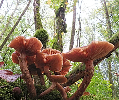 Mushrooms, Lacamas Lake