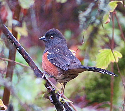 Towhee, Lacamas Lake 