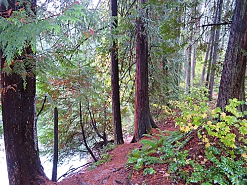 Path, Lacamas Lake