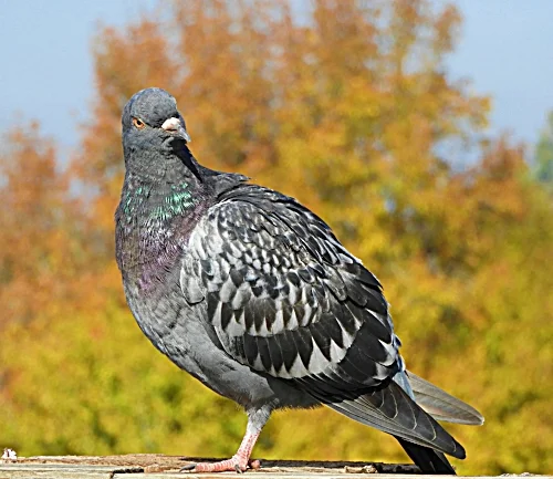 Rock Pigeon, Ridgefield Wildlife Refuge
