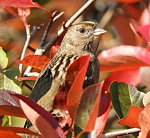 Yellow-Crowned Sparrow, Wildlife Botanical Garden