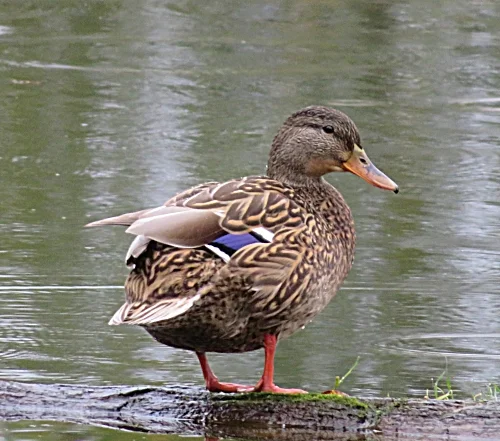 Female Mallard, Steigerwald Wildlife Refuge