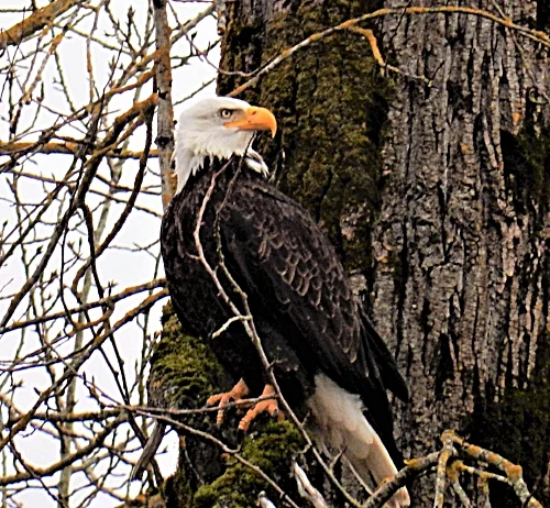 Eagle, Steigerwald Wildlife Refuge