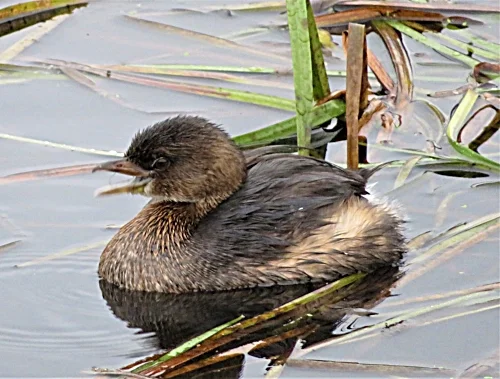 Grebe, Steigerwald Wildlife Refuge