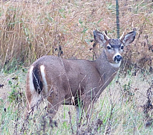 Young Buck, Steigerwald Wildlife Refuge