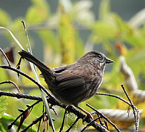 Song Sparrow, Battleground Lake