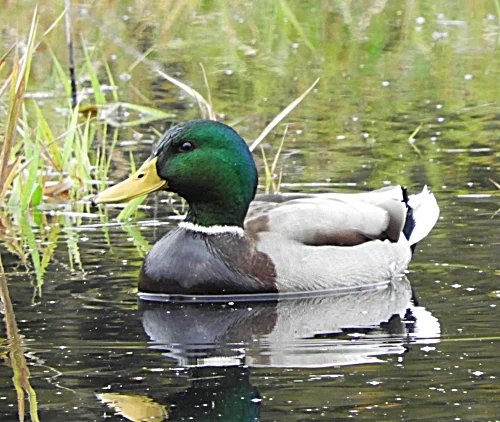Mallard, Steigerwald Wildlife Refuge