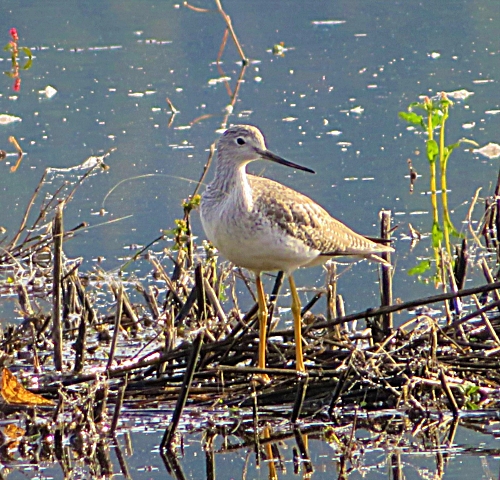 Yellow Legs, Ridgefield Wildlife Refuge