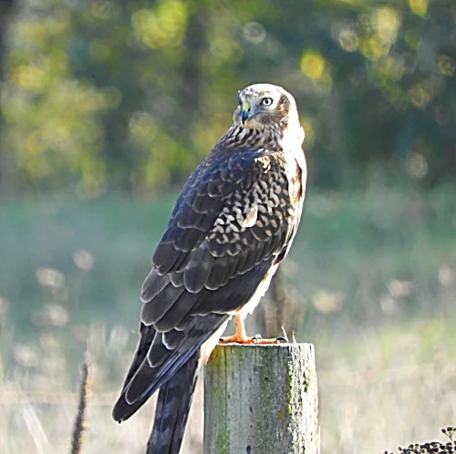 Northern Harrier Hawk, Steigerwald Wildlife Refuge