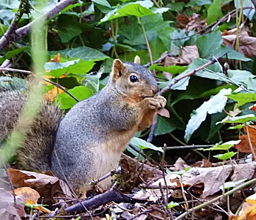 Squirrel, Elk Rock Garden
