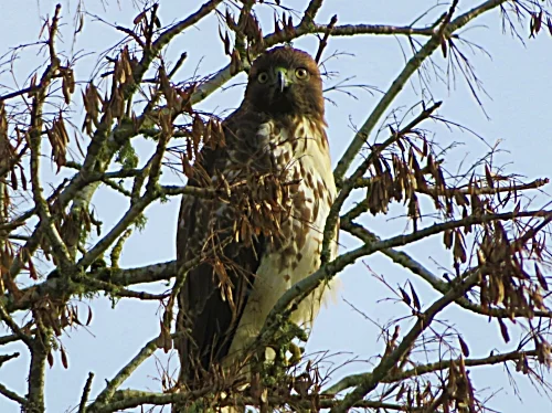 Hawk, Ridgefield Wildlife Refuge