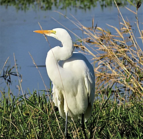 Egret, Ridgefield Wildlife Refuge
