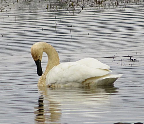 Tundra Swan, Ridgefield Wildlife Refuge