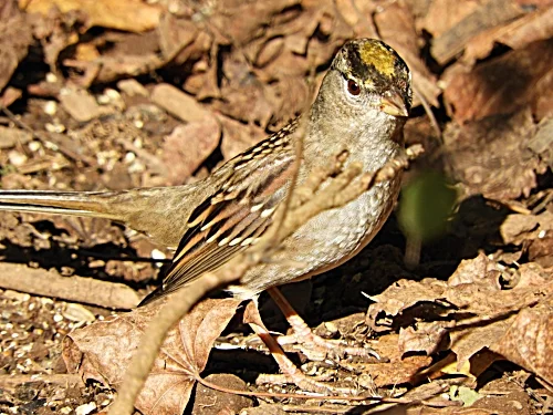 Golden-Crowned Sparrow, Wildlife Botanical Garden