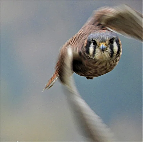 Kestrel, Steigerwald Wildlife Refuge