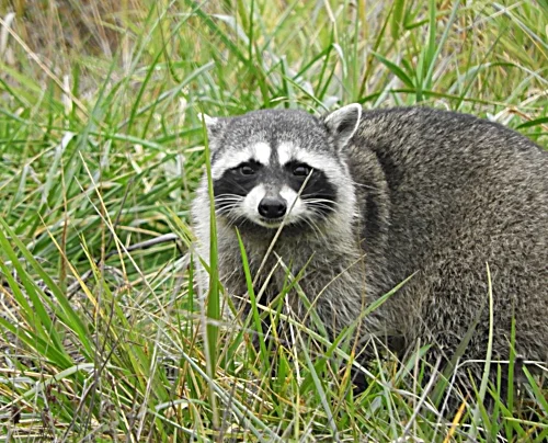 Raccoon, Ridgefield Wildlife Refuge