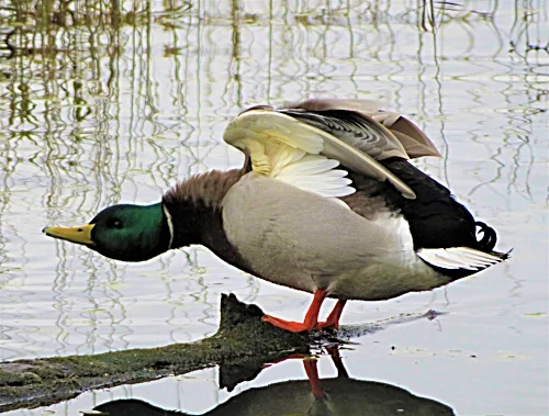 Mallard, Steigerwald Wildlife Refuge