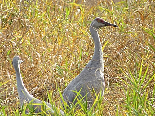 Sandhill Cranes, Ridgefield Wildlife Refuge