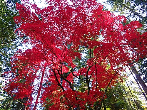 Maple Tree, The Grotto