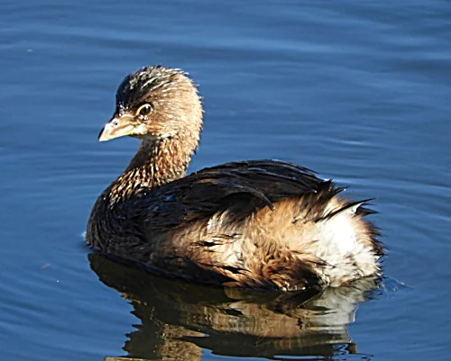 Pied-Billed Grebe, Steigerwald Widlife Refuge