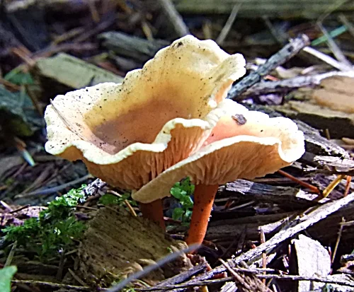 Mushrooms, Wildlife Botanical Woods