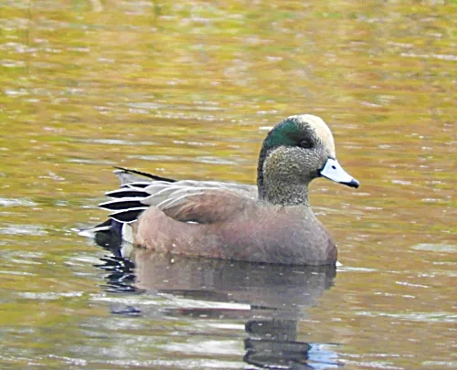 American Wigeon, Ridgefield Wildlife Refuge