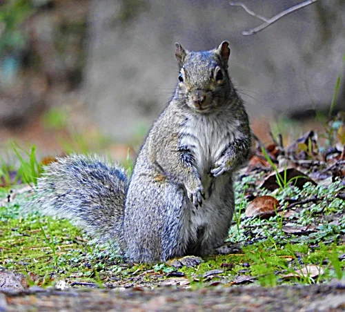 Squirrel, Lewisville Park