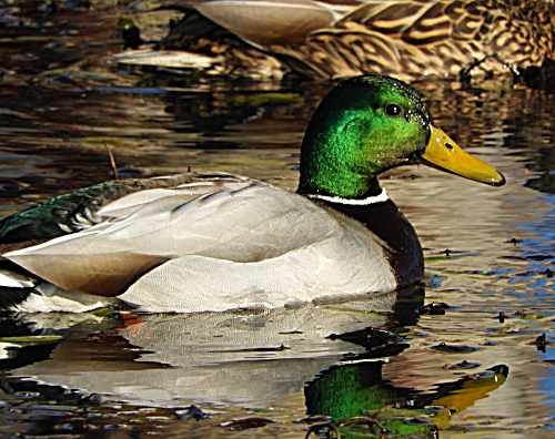 Mallard, Steigerwald Wildlife Refuge