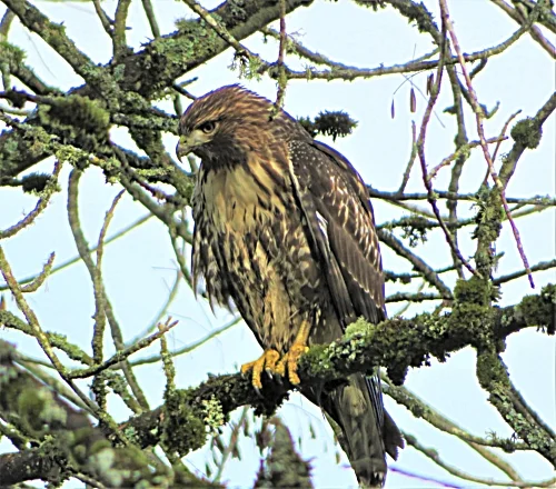Hawk, Ridgefield Wildlife Refuge