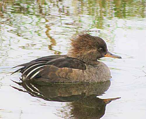 Female Hooded Merganser, Ridgefield Wildlife Refuge