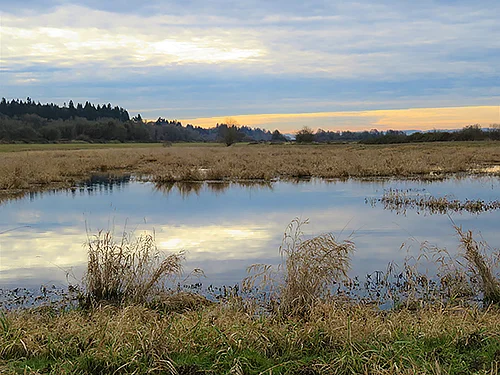 Wetlands, Ridgefield Wildlife Refuge