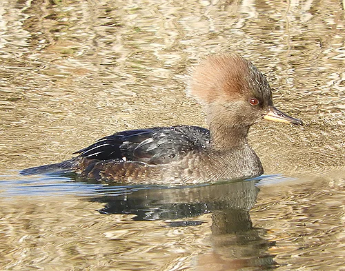 Female Hooded Merganser, Steigerwald Wildlife Refuge