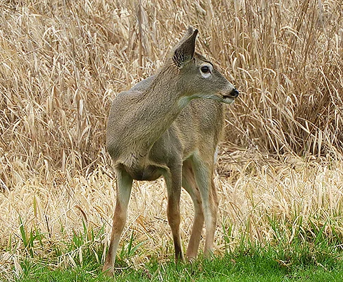 Deer, Ridgefield Wildlife Refuge