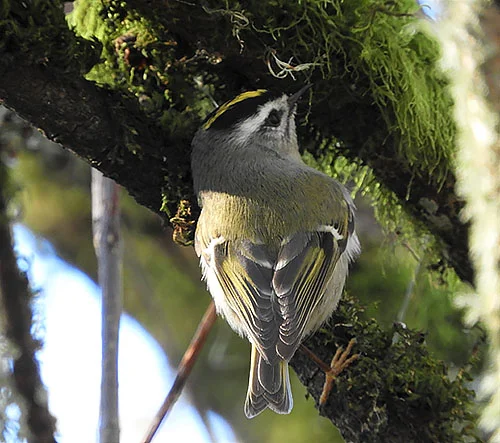 Kinglet, Steigerwald Wildlife Refuge