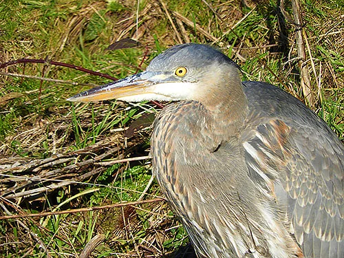 Blue Heron, Ridgefield Wildlife Refuge