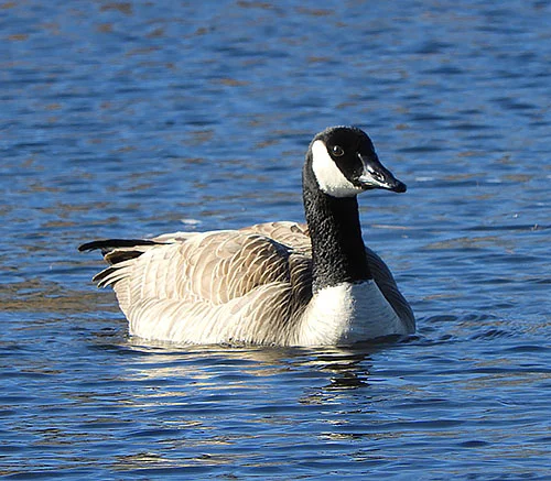 Canada Goose, Steigerwald Wildlife Refuge