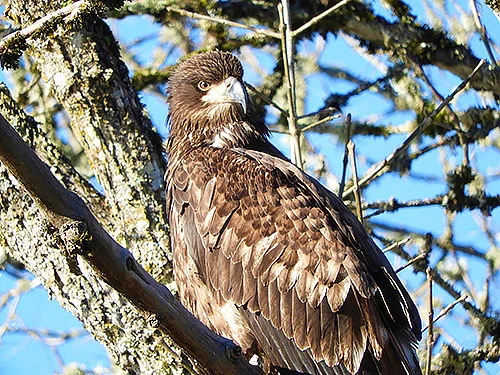 Juvenile Bald Eagle, Ridgefield Wildlife Refuge