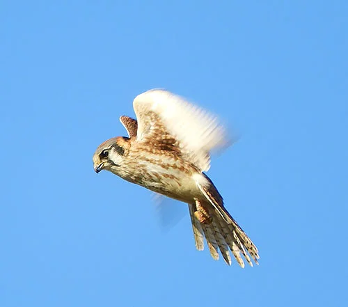 Kestrel, Ridgefield Wildlife Refuge