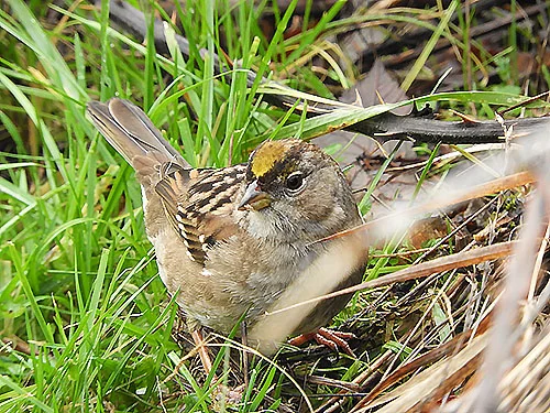 Golden-Crowned Sparrow, Elk Rock Garden