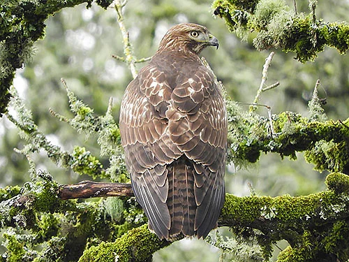 Hawk, Ridgefield Wildlife Refuge