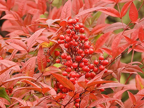 Winter Berries, Wildlife Botanical Garden