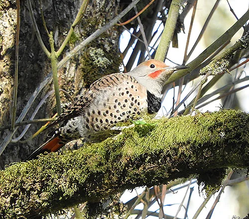 Northern Flicker, Steigerwald Wildlife Refuge