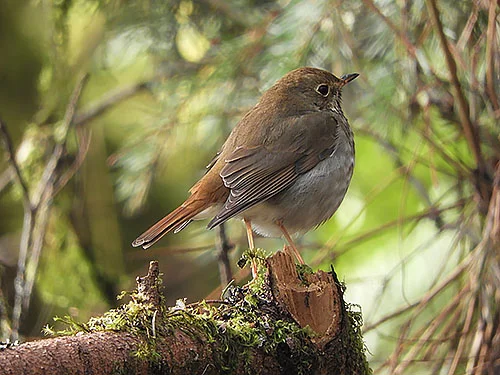 Hermit Thrush, Lewisville Park